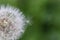 Single dandelion seed attached to the dandelion head