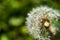 Single dandelion with some seeds blown away on green backgroun