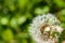 Single dandelion with some seeds blown away on green background