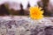 Single dandelion on a stone in nature