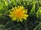 Single dandelion wild flower landscape