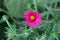 Single dark Aster pink flower planted in local garden surrounded with closed flower buds and green leaves