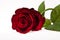 Single dark red rose flower