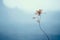 a single dead leaf on a branch in front of a foggy background