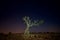 Single dead standing tree at night