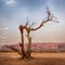 Single dead tree in Monument Valley with red rock mesa