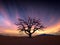 A Single Dead Tree with the Stunning Milky Way at Sunset.