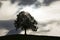 Single deciduous tree in backlight on a hill on a spring day