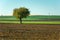 Single deciduous tree growing in a farmland, autumn view