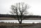 Single deciduous tree near the pond and yellowing grass around, sky background