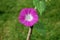 Single deep pink morning glory flower (Ipomoea pur