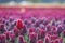 A Single Deep Pink Tulip in Focus amongst a Field of Blurred Tulips