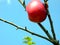 Single deep red apple in front of blue sky