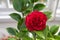 A single deep red camellia surrounded by blurred green foliage