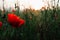 Single deep red color poppy flower growing on a green wild Summer field