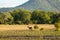 Single deer on a field with a background of trees