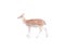 Single  deer standing isolated on white background with clipping path