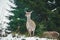 A single deer standing on a snow meadow in front