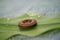 Single delicate dandelion seed attached to a button