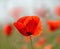 Single delicate poppy on a summer day