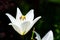 Single delicate white lily flower in a spring season at a botanical garden.