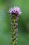 Single Dense blazing star or Liatris spicata herbaceous perennial flowering plant with tall spike full of closed flower buds