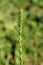 Single Dense blazing star or Liatris spicata herbaceous perennial flowering plant with tall spikes starting to emerge planted in