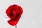 Single Desaturated Red Rose with Copyspace