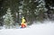 Single descent of young male skier downhill skiing and doing carve turn on high wooded slope. Skiing during snowfall