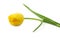 Single Detailed yellow tulip isolated on white background. Could easily be used for art project or conceptual ideas.