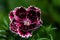 A single Dianthus flower.