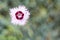 Single Dianthus Plumarius Cottage Pinks Carnation