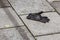 Single discarded glove on the pavement in a street in Edinburgh, Scotland