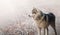 Single dog animal Husky breed standing at