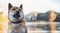 Single dog close up walk on background landscape,  tourist red shiba inu leisure on lake, hiker sad pet travel on nature