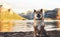 Single dog close up walk sits on background  mount landscape,  tourist red shiba inu leisure on lake, pet travel on nature