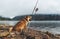 Single dog looking on fishing rod, pet walk on background mist landscape,  tourist red shiba inu leisure on lake, hiker sad pet