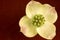 Single Dogwood on Burgundy Background