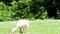 Single domestic goose anser domesticus feeding on the green grass