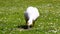 Single domestic goose anser domesticus feeding on the green grass