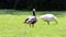 Single domestic goose anser domesticus feeding on the green grass