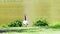 Single domestic goose anser domesticus feeding on the green grass