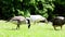 Single domestic goose anser domesticus feeding on the green grass