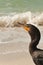 Single double-crested cormorant, seabird at tropical beach
