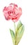 Single double pink tulip on white background