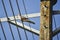 Single dove bird on electrical wires