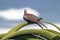 Single Dove Perched on Green Spiked Aloe Plant