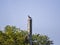 Single dove on post in blue sky