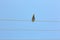 Single dove settle down impassive on high voltage line