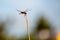 Single dragonfly on reed summer afternoon